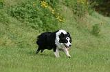 BORDER COLLIE 1394